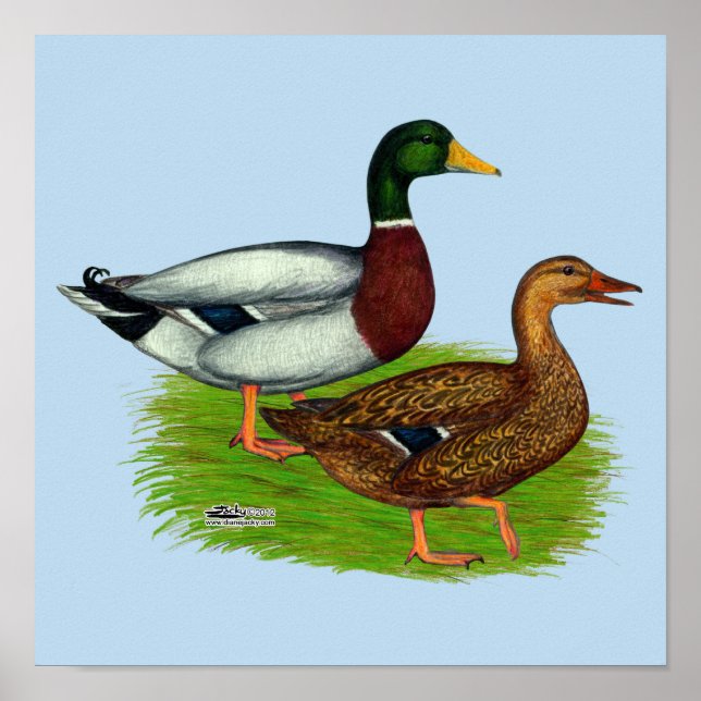 Mallard Drake and Duck Poster (Front)