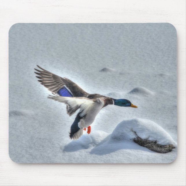Mallard Drake Birdlover Wildlife Photo Mouse Mat (Front)