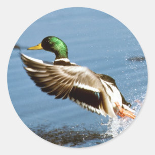 Mallard Drake Duck Classic Round Sticker