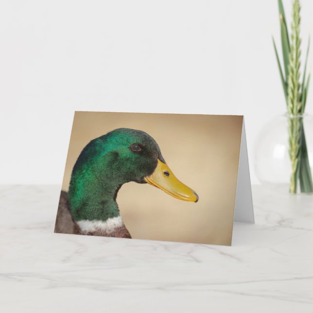 Mallard Drake Greeting Card (Front)