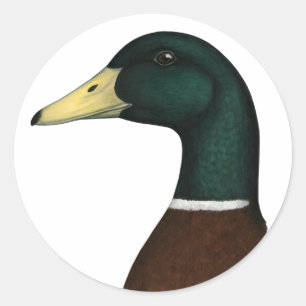 Mallard Drake Head Classic Round Sticker