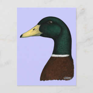 Mallard Drake Head Postcard