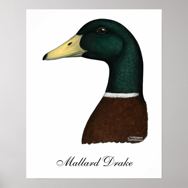 Mallard Drake Head Poster (Front)