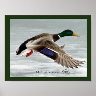Mallard Drake in flight Poster