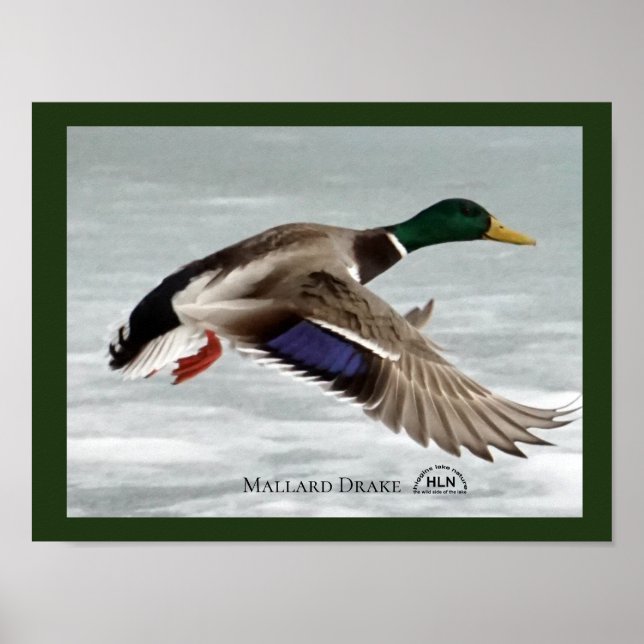 Mallard Drake in flight Poster (Front)