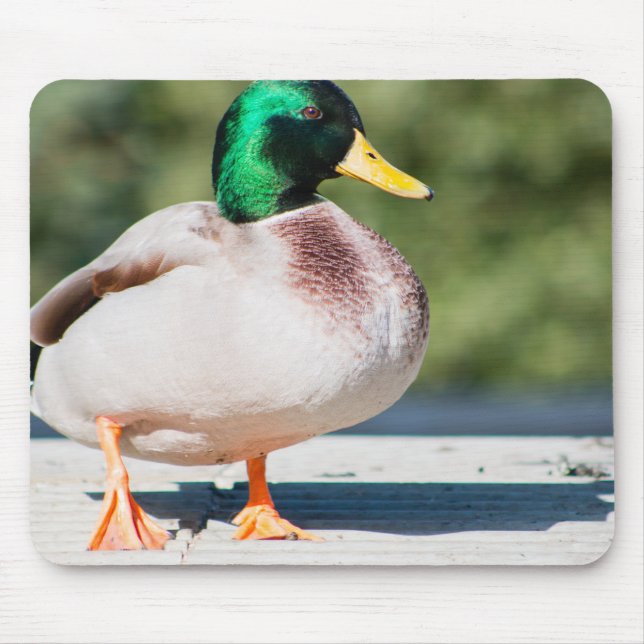 Mallard Drake Mouse Mat (Front)