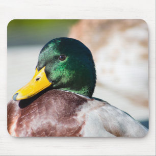 Mallard Drake Mouse Mat