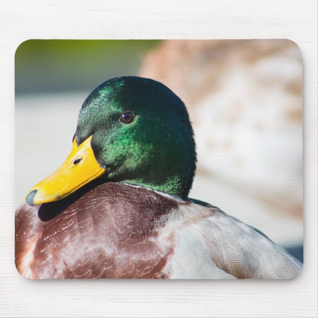 Mallard Drake Mouse Mat (Front)