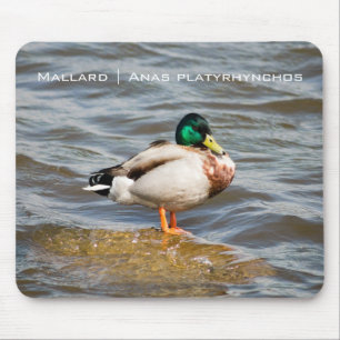 Mallard Drake Mouse Mat
