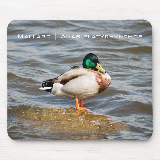 Mallard Drake Mouse Mat (Front)