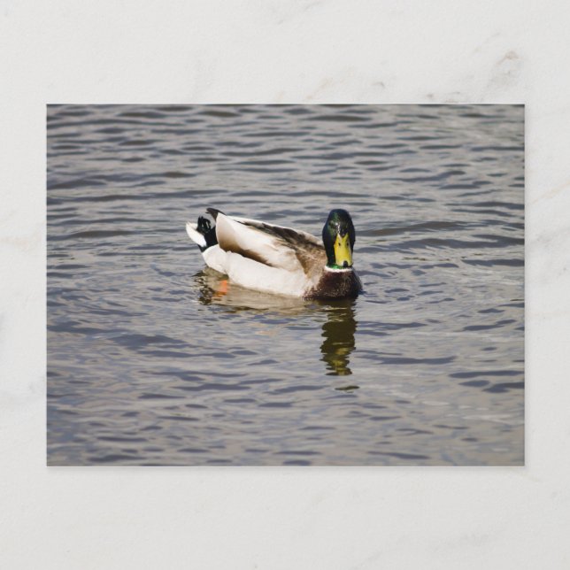 Mallard Drake Postcard (Front)