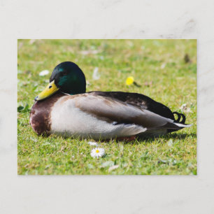 Mallard Drake Postcard
