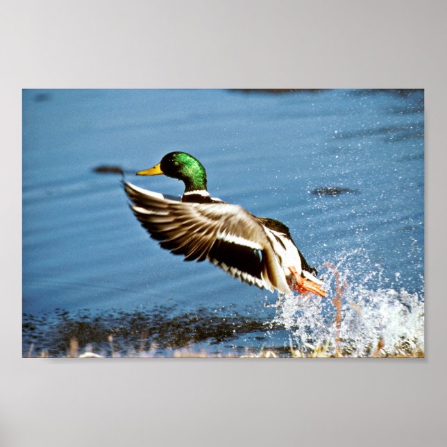 Mallard drake poster (Front)