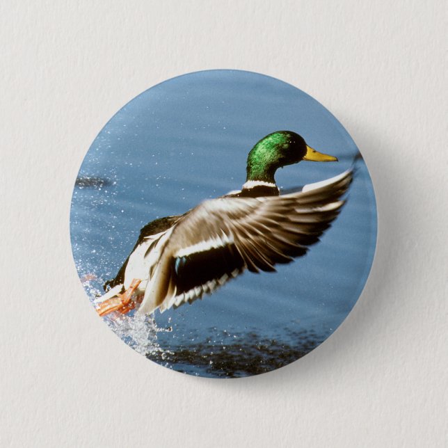 Mallard Drake Takes Flight 6 Cm Round Badge (Front)