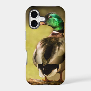 Mallard Duck