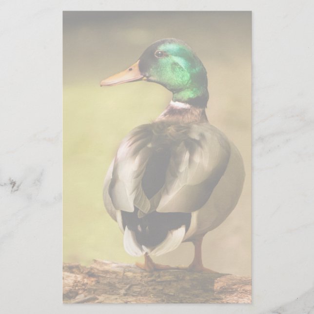 Mallard Duck (Front)