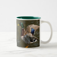 mallard duck about to fly two-toned ceramic mug