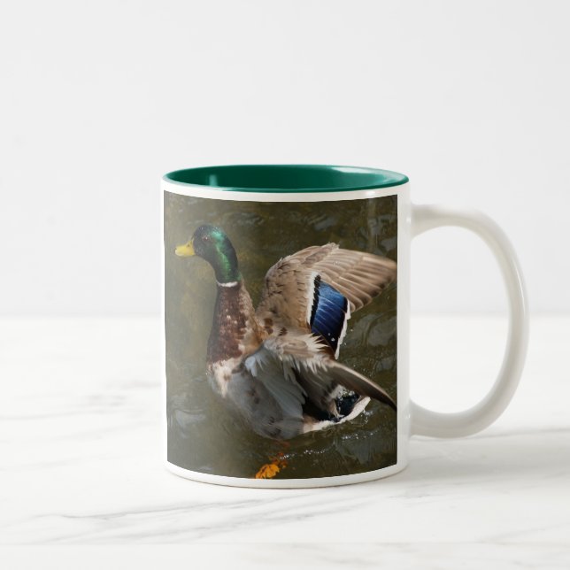 mallard duck about to fly two-toned ceramic mug (Right)