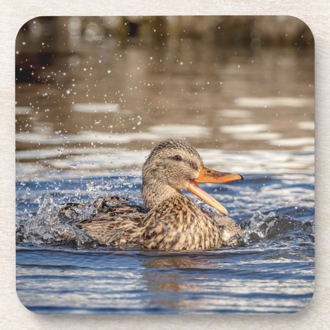 Mallard Duck at Downing Park Coaster (Front)