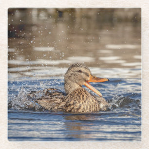 Mallard Duck at Downing Park Glass Coaster