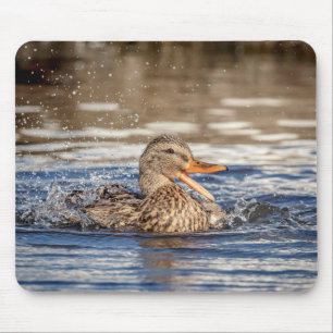 Mallard Duck at Downing Park Mouse Mat