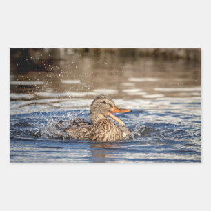 Mallard Duck at Downing Park Rectangular Sticker