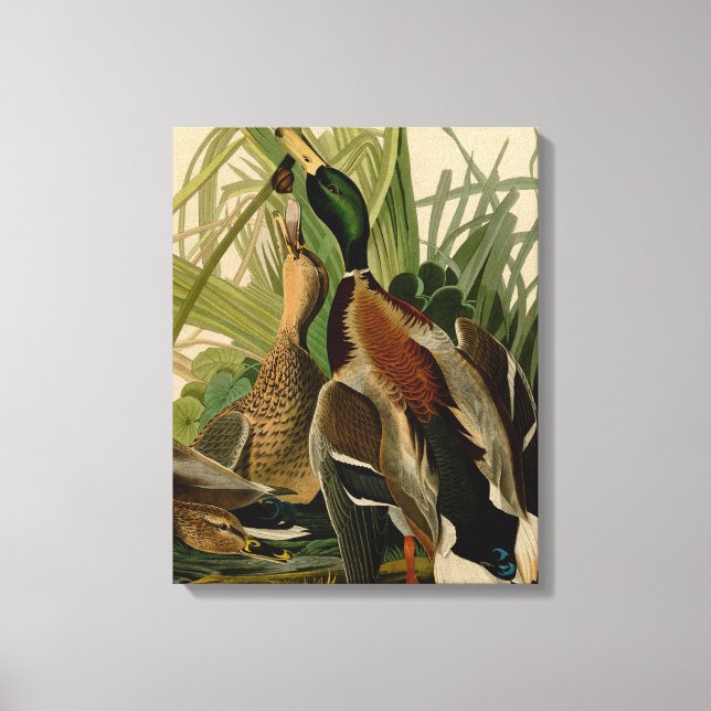 Mallard Duck Audubon Bird Painting Canvas Print (Front)