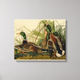 Mallard Duck Audubon Bird Painting Canvas Print
