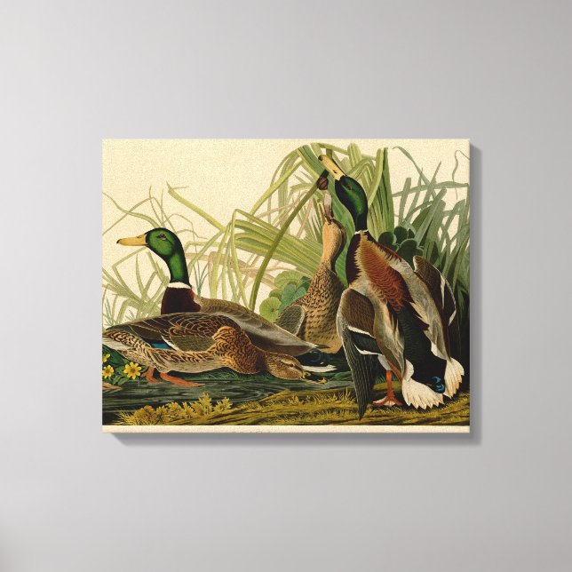 Mallard Duck Audubon Bird Painting Canvas Print (Front)