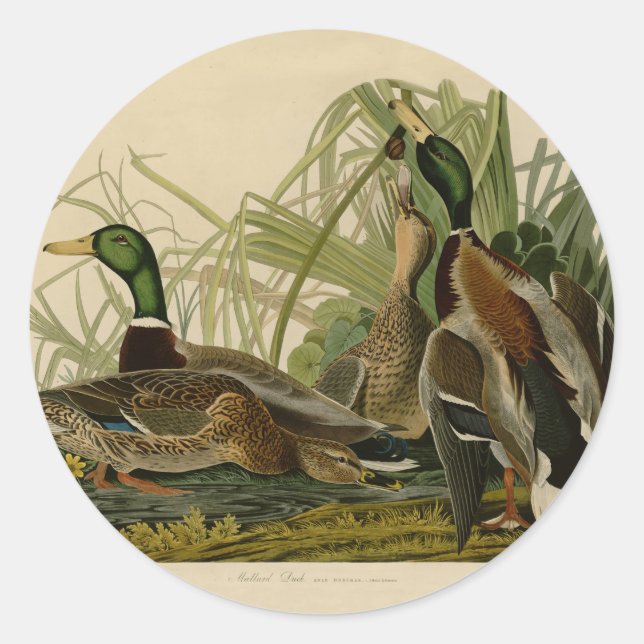 Mallard Duck Audubon Bird Painting Classic Round Sticker (Front)