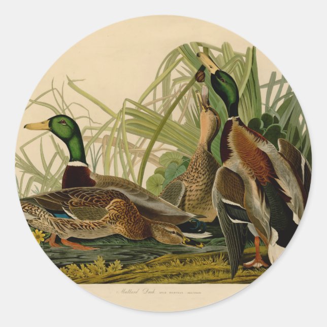 Mallard Duck Audubon Bird Painting Classic Round Sticker (Front)