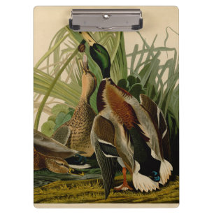 Mallard Duck Audubon Bird Painting Clipboard