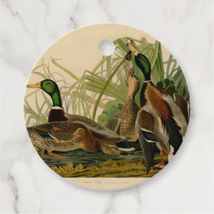 Mallard Duck Audubon Bird Painting Favour Tags