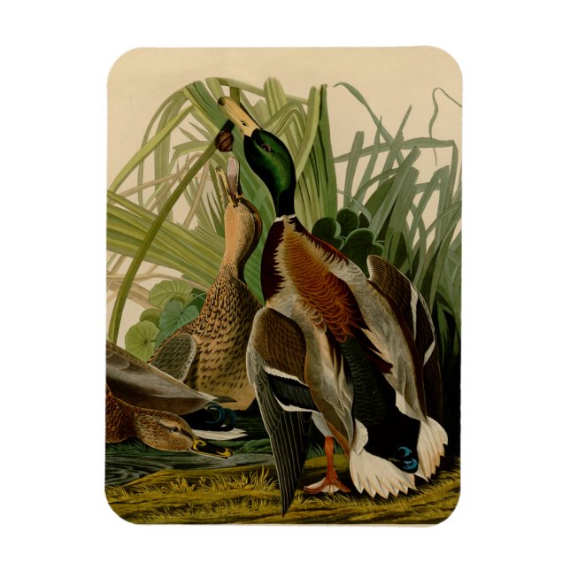 Mallard Duck Audubon Bird Painting Magnet (Vertical)