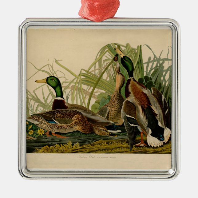 Mallard Duck Audubon Bird Painting Metal Tree Decoration (Front)
