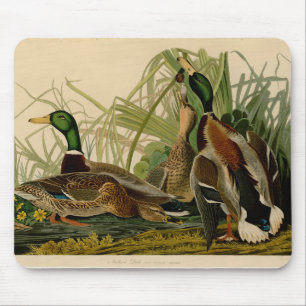 Mallard Duck Audubon Bird Painting Mouse Mat