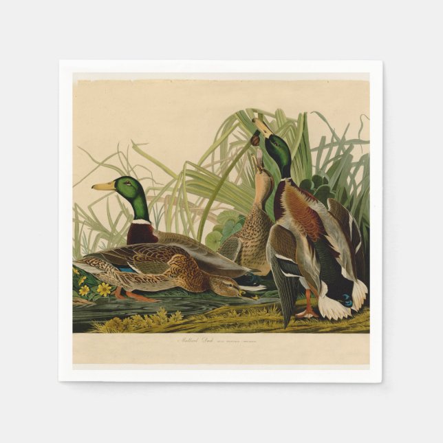 Mallard Duck Audubon Bird Painting Napkin (Front)