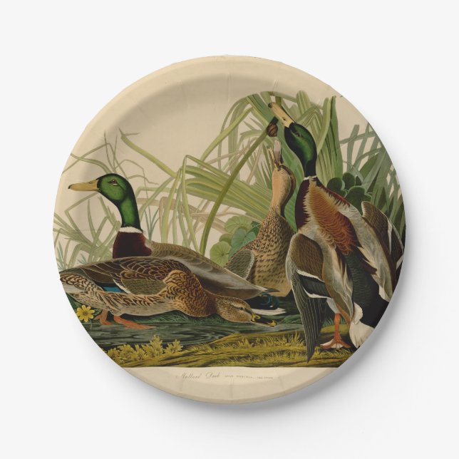 Mallard Duck Audubon Bird Painting Paper Plate (Front)