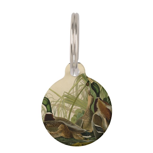 Mallard Duck Audubon Bird Painting Pet Tag (Front)