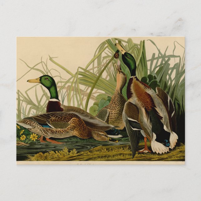 Mallard Duck Audubon Bird Painting Postcard (Front)