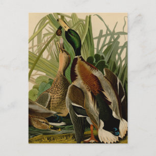 Mallard Duck Audubon Bird Painting Postcard