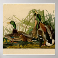 Mallard Duck Audubon Bird Painting