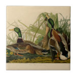Mallard Duck Audubon Bird Painting Tile<br><div class="desc">Audubon Mallard Duck - The Mallard duck is a game bird that you can see flying through marshes. John James Audubon created this beautiful vintage Mallard duck illustration, an aquatint engraving with original hand colouring, and published it in the famous original Birds of America books produced in the early 1800s....</div>