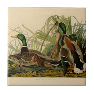 Mallard Duck Audubon Bird Painting Tile