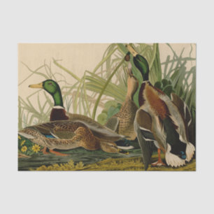 Mallard Duck Audubon Bird Painting Tissue Paper
