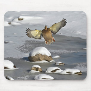 Mallard Duck Birdlover Wildlife Photo Mouse Mat