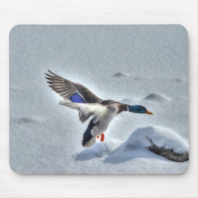 Mallard Duck Birdlover Wildlife Photo Mouse Mat (Front)