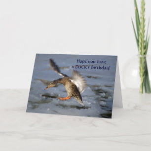 Mallard Duck Birthday Card