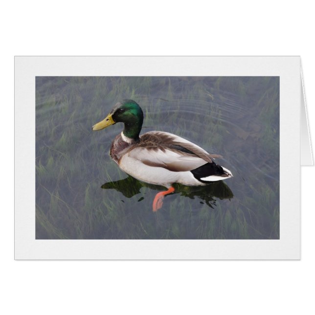 Mallard Duck (Bordered) (Front Horizontal)