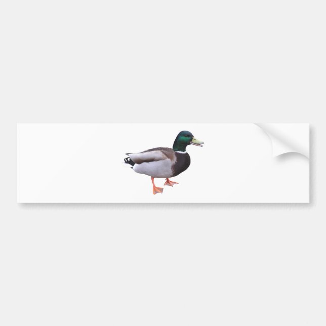 Mallard Duck Bumper Sticker (Front)